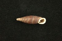 臺灣仿煙管蝸牛藏品圖，第2張